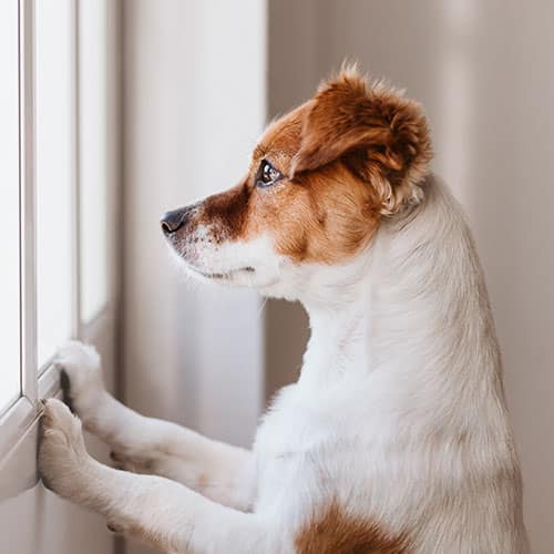 The Power of a Pawsitive Partnership